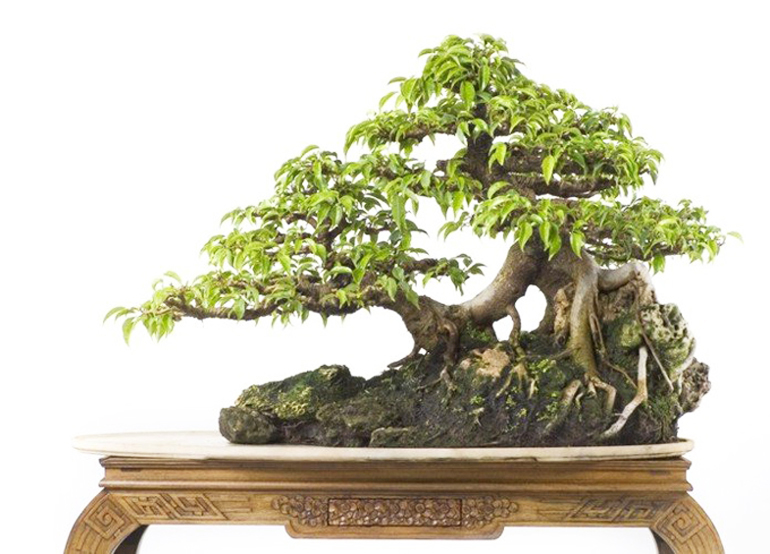 Detail Gambar Bonsai Serut Terbaik Nomer 26