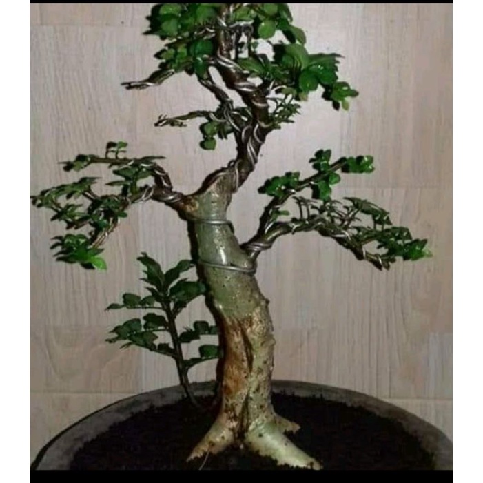 Detail Gambar Bonsai Serut Terbaik Nomer 28