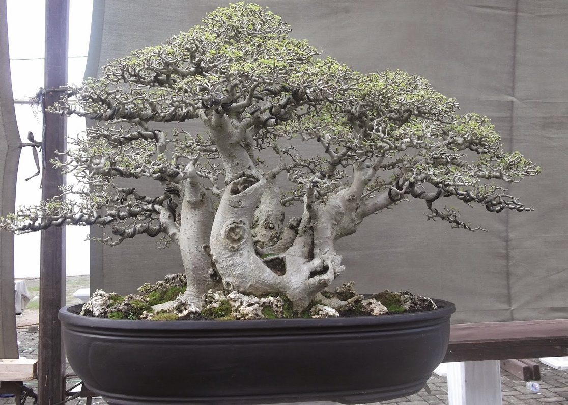 Detail Gambar Bonsai Serut Terbaik Nomer 5