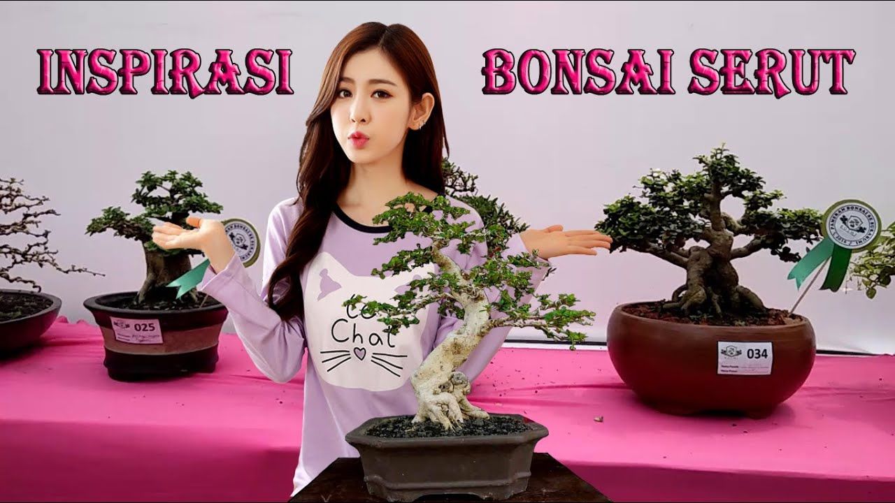 Detail Gambar Bonsai Serut Terbaik Nomer 7