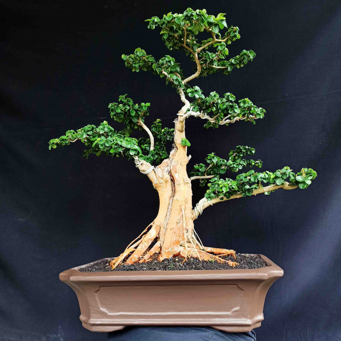 Detail Gambar Bonsai Sisir Nomer 2