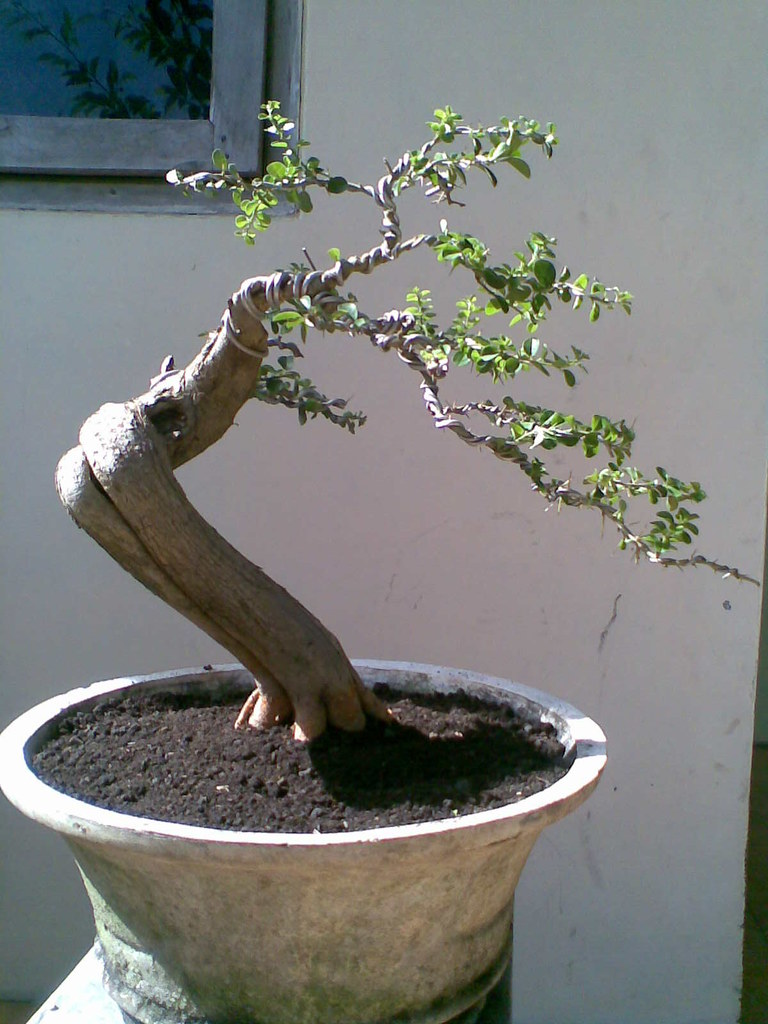 Detail Gambar Bonsai Sisir Nomer 18