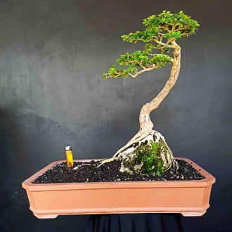 Detail Gambar Bonsai Sisir Nomer 19