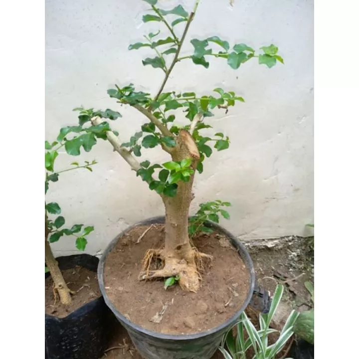 Detail Gambar Bonsai Sisir Nomer 20