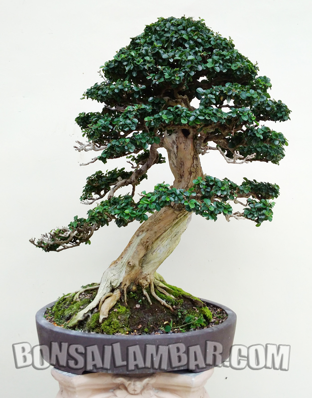 Detail Gambar Bonsai Sisir Nomer 22