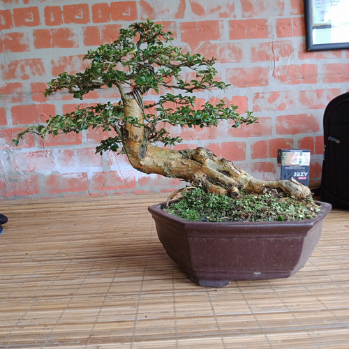 Detail Gambar Bonsai Sisir Nomer 26