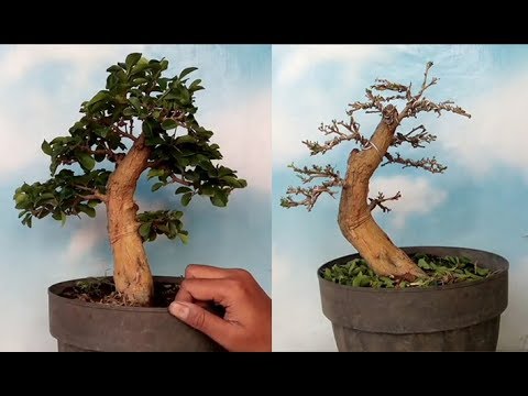 Detail Gambar Bonsai Sisir Nomer 27