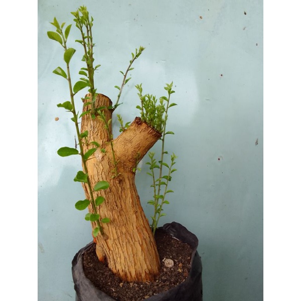 Detail Gambar Bonsai Sisir Nomer 28