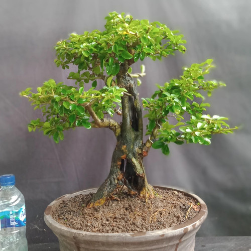 Detail Gambar Bonsai Sisir Nomer 31