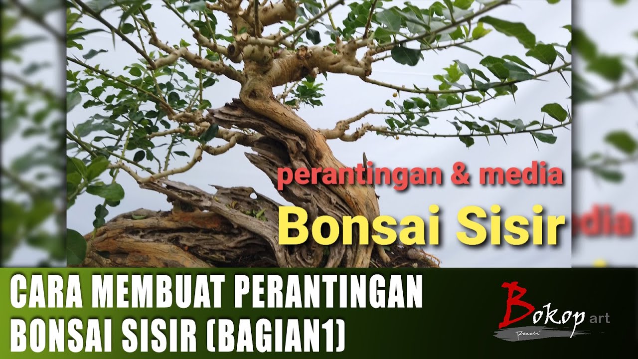 Detail Gambar Bonsai Sisir Nomer 41