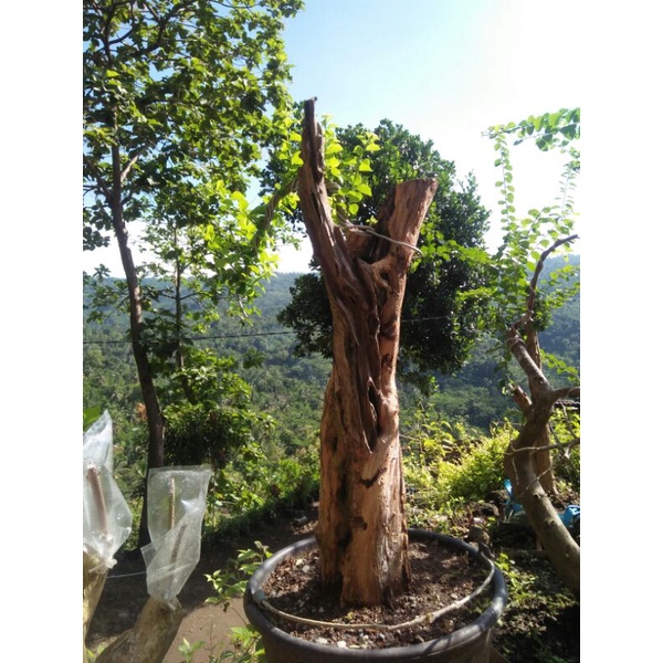 Detail Gambar Bonsai Sisir Nomer 48