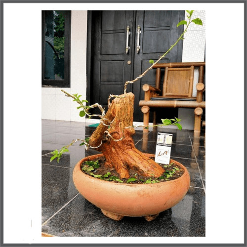 Detail Gambar Bonsai Sisir Nomer 49