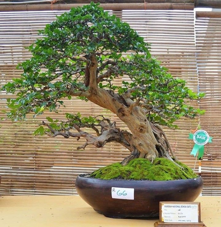 Detail Gambar Bonsai Sisir Nomer 7