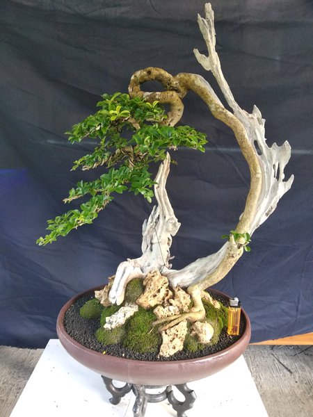 Detail Gambar Bonsai Sisir Nomer 8