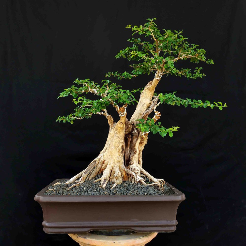 Detail Gambar Bonsai Sisir Nomer 9