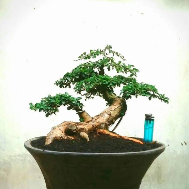 Detail Gambar Bonsai Sisir Nomer 10