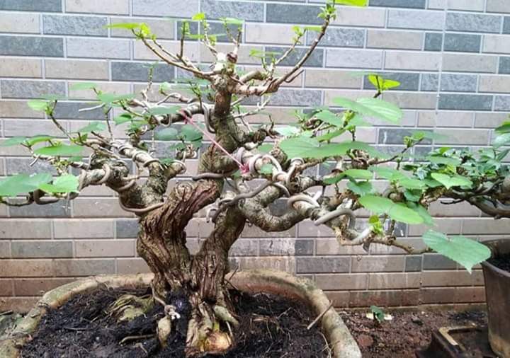 Detail Gambar Bonsai Waru Nomer 15