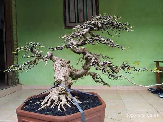 Detail Gambar Bonsai Waru Nomer 26