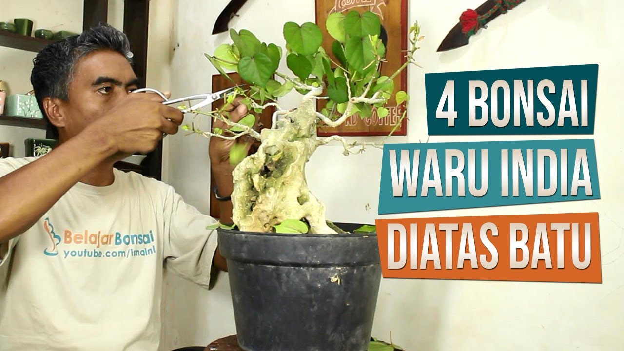 Detail Gambar Bonsai Waru Nomer 27