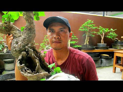 Detail Gambar Bonsai Waru Nomer 44