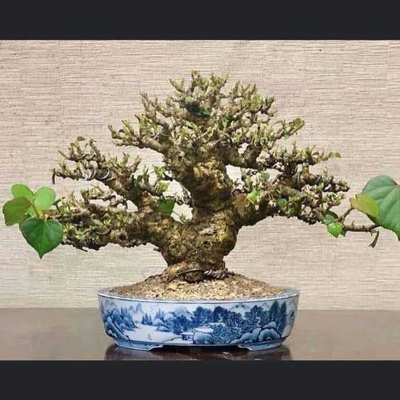 Detail Gambar Bonsai Waru Nomer 46