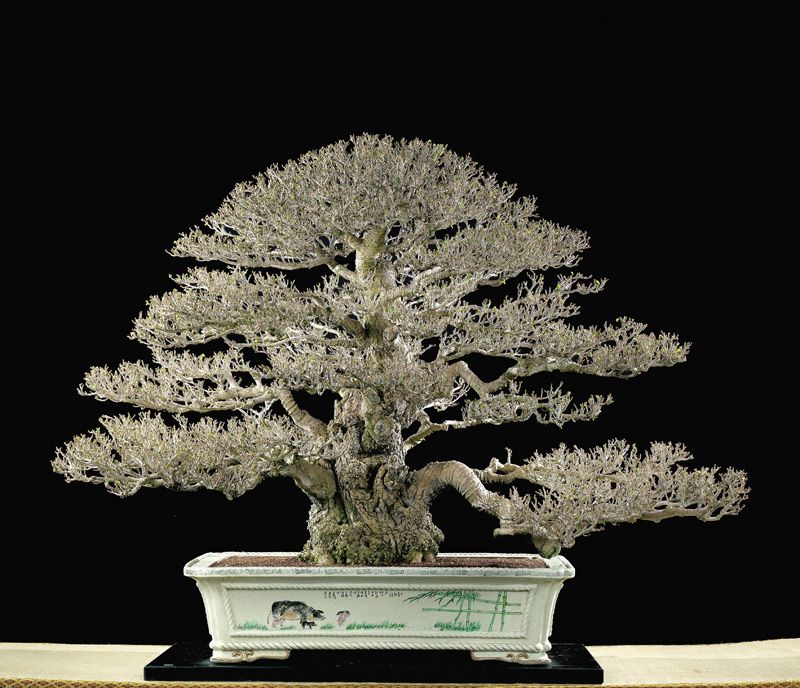 Detail Gambar Bonsai Waru Nomer 50