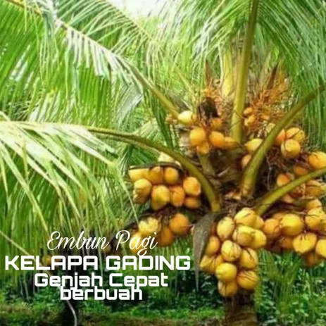 Detail Gambar Bordir Pohon Kelapa Gambar Pohon Kelapa Nomer 38