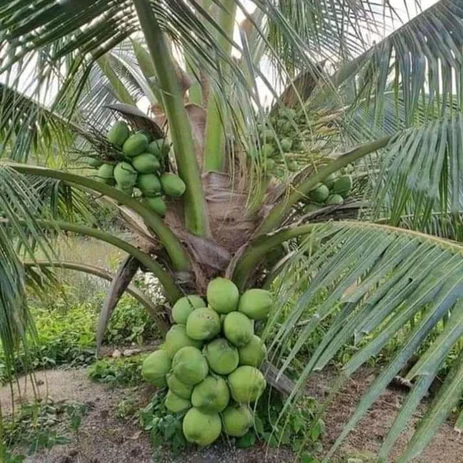 Detail Gambar Bordir Pohon Kelapa Gambar Pohon Kelapa Nomer 52