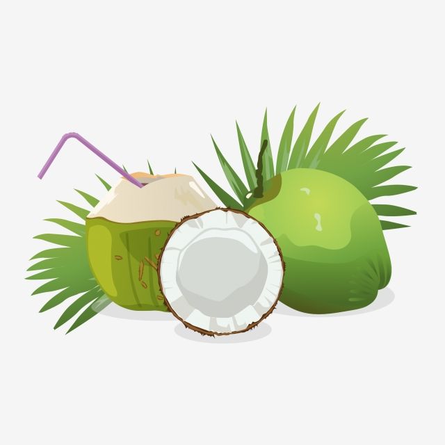 Detail Gambar Buah Kelapa Png Nomer 9