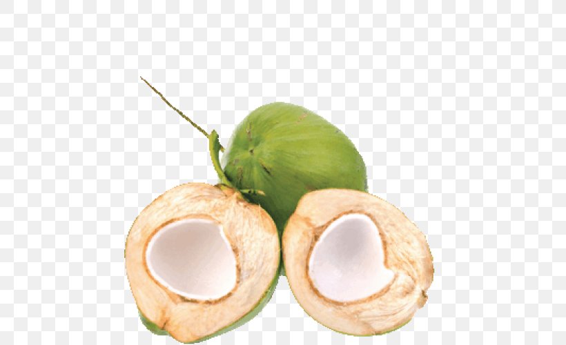 Detail Gambar Buah Kelapa Png Nomer 2