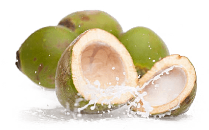 Detail Gambar Buah Kelapa Png Nomer 22