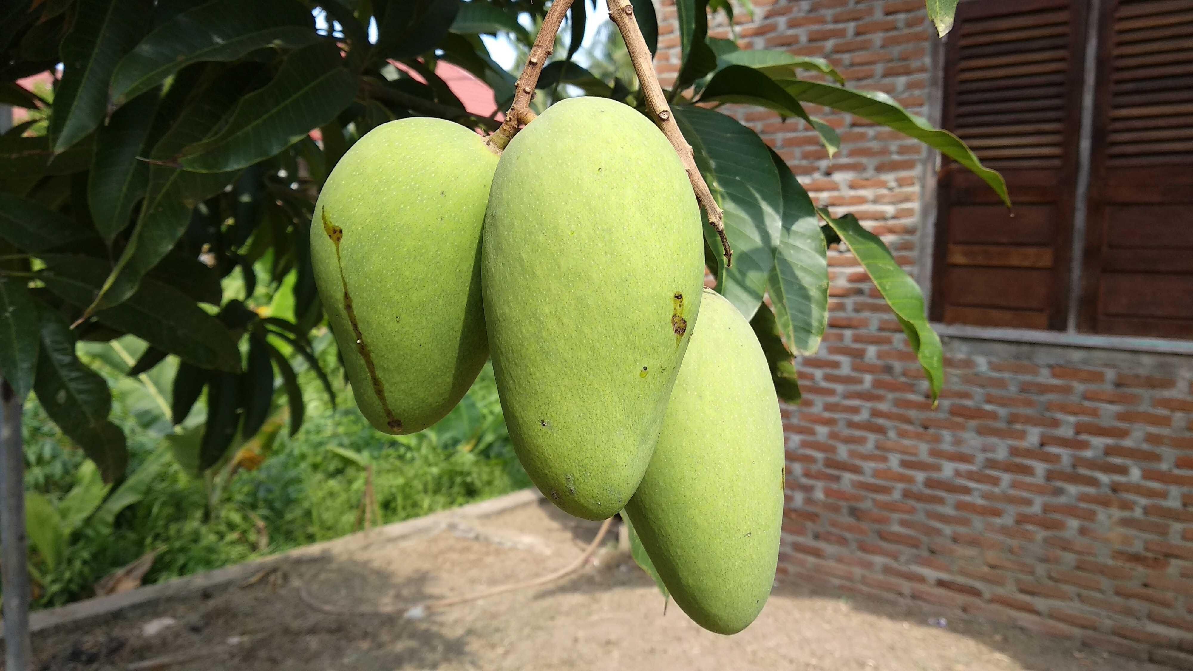 Detail Gambar Buah Mangga Untuk Di Warnai Nomer 38