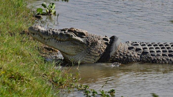 Detail Gambar Buaya Dan Burung Untuk Cerita Anak Nomer 31