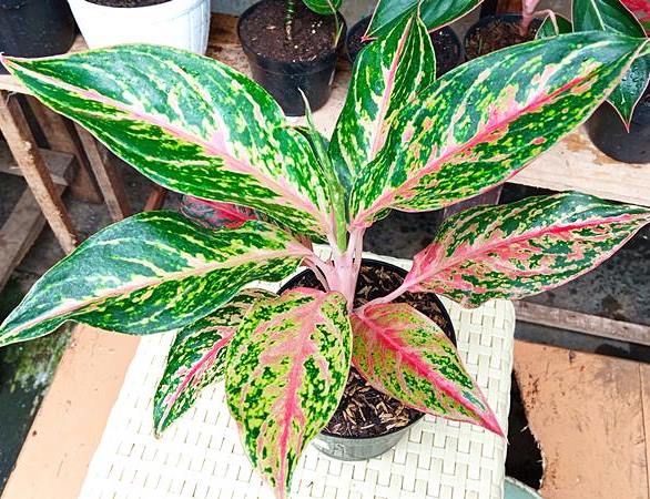 Detail Gambar Bunga Aglaonema Butterfly Nomer 11