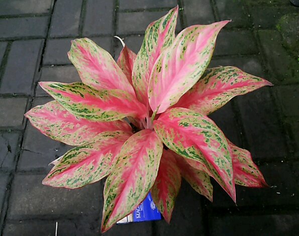 Detail Gambar Bunga Aglaonema Butterfly Nomer 13