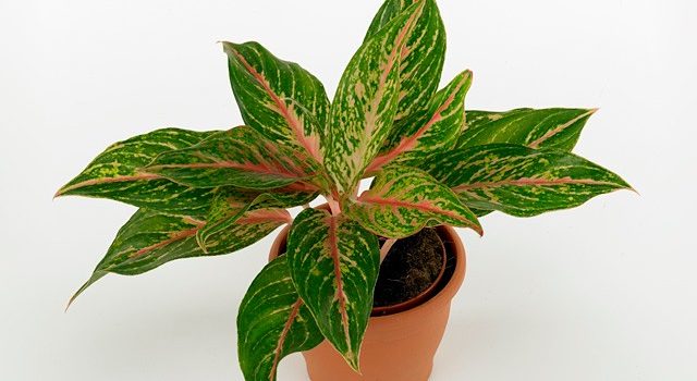 Detail Gambar Bunga Aglaonema Butterfly Nomer 17