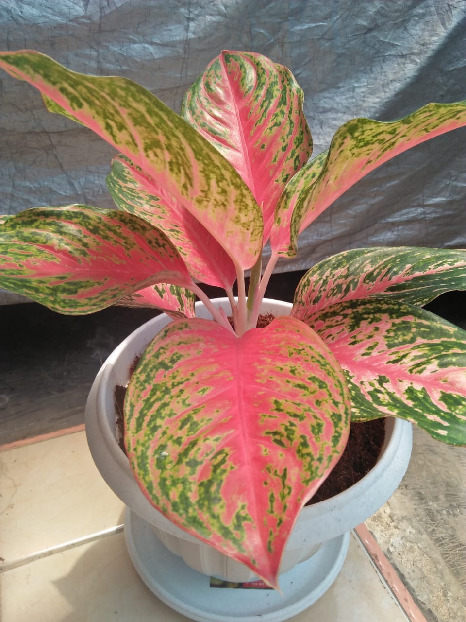 Detail Gambar Bunga Aglaonema Butterfly Nomer 20