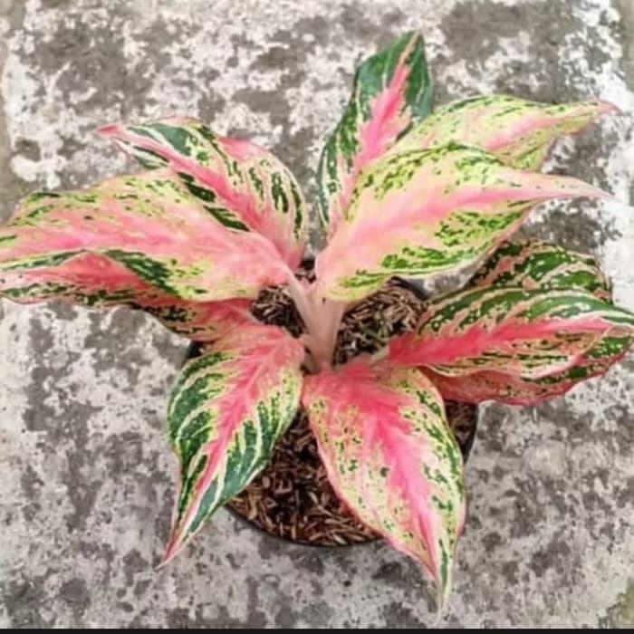 Detail Gambar Bunga Aglaonema Butterfly Nomer 3