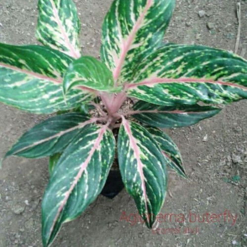 Detail Gambar Bunga Aglaonema Butterfly Nomer 22