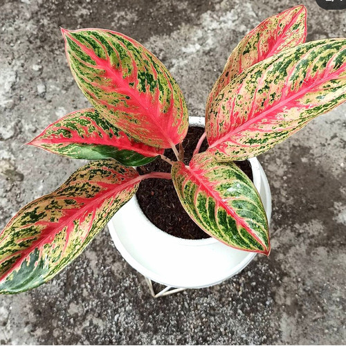 Detail Gambar Bunga Aglaonema Butterfly Nomer 26