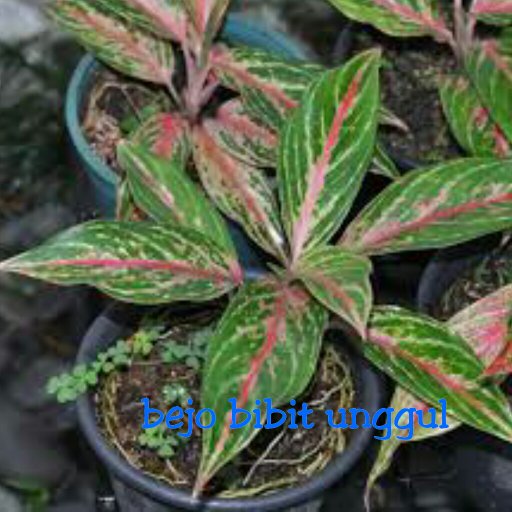 Detail Gambar Bunga Aglaonema Butterfly Nomer 28