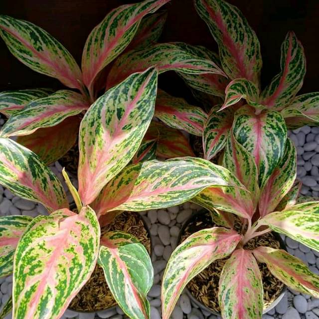 Detail Gambar Bunga Aglaonema Butterfly Nomer 4