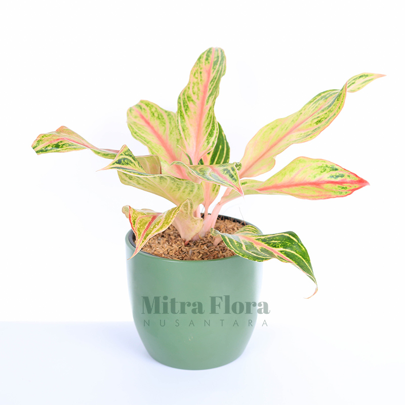 Detail Gambar Bunga Aglaonema Butterfly Nomer 30