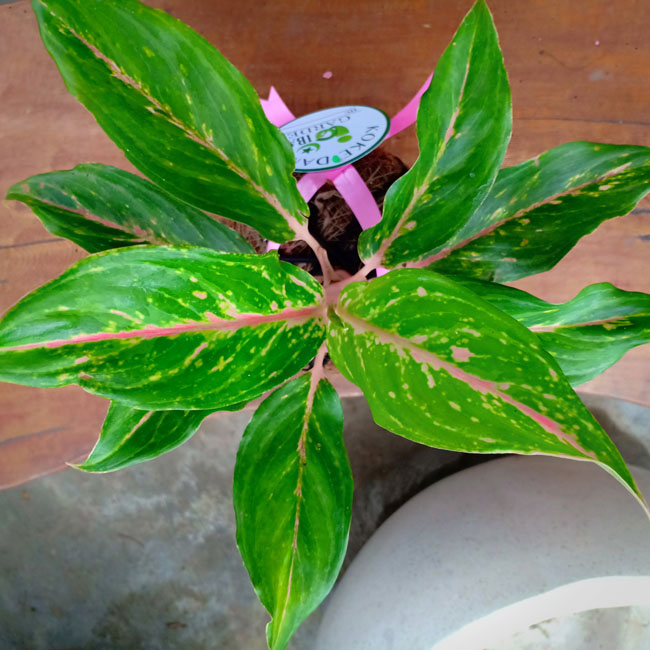 Detail Gambar Bunga Aglaonema Butterfly Nomer 31