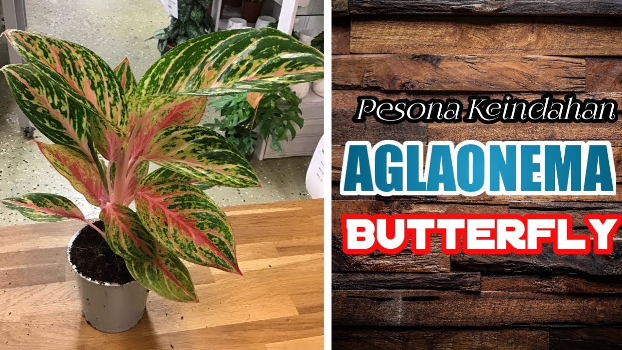 Detail Gambar Bunga Aglaonema Butterfly Nomer 36