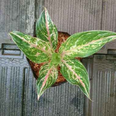 Detail Gambar Bunga Aglaonema Butterfly Nomer 51