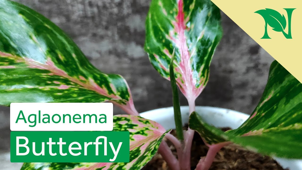 Detail Gambar Bunga Aglaonema Butterfly Nomer 53