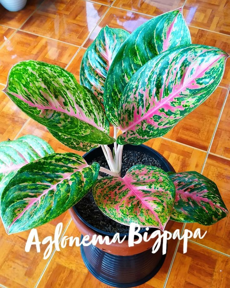 Detail Gambar Bunga Aglonema Big Papa Nomer 21