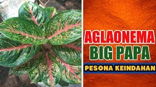 Detail Gambar Bunga Aglonema Big Papa Nomer 26