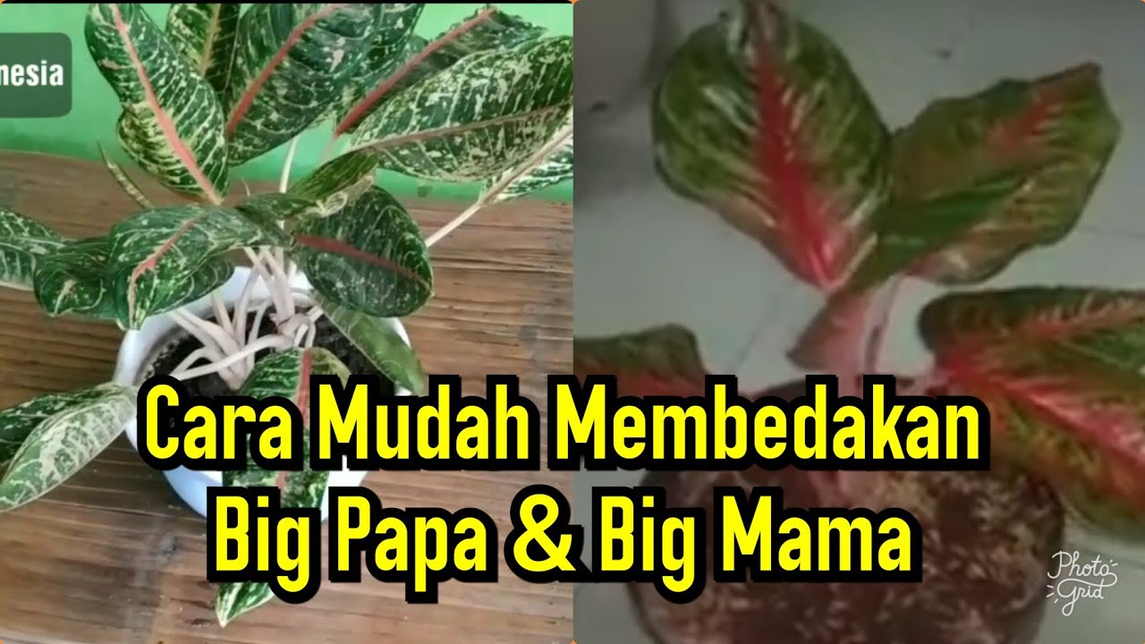 Detail Gambar Bunga Aglonema Big Papa Nomer 29